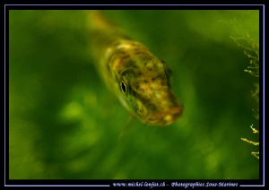 Encounter with this small pike fish - close to the surfac... by Michel Lonfat 